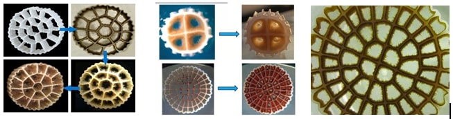 Sự hình thành màng vi sinh (Xử lý nước thải - Công ty Nano)