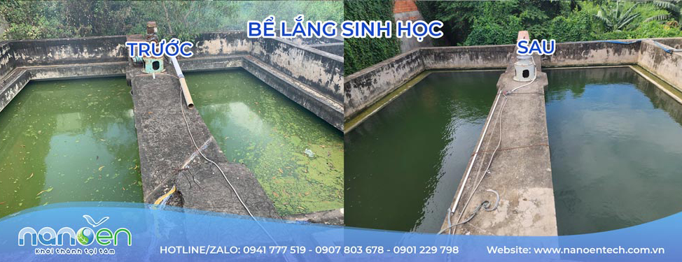 Bể lắng sinh học trước và sau cải tạo trong hệ thống xử lý nước thải thủy sản