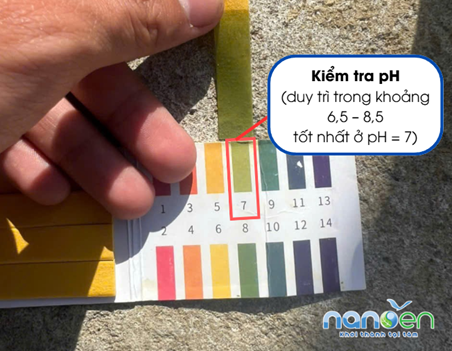 Vi sinh trong bể sinh học phát triển ổn định ở pH khoảng 6,5–8,5