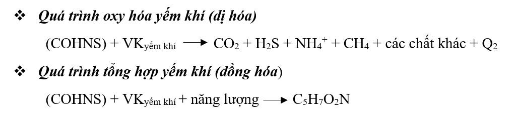 Các phương trình phản ứng của quá trình oxy hóa yếm khí